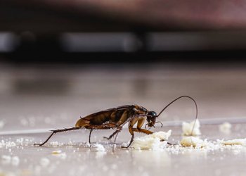 Bahçelievler’de Hamam Böceği Sorunu Neden Bitmiyor?